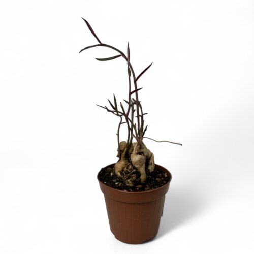 Monadenium rubellum Ø 12