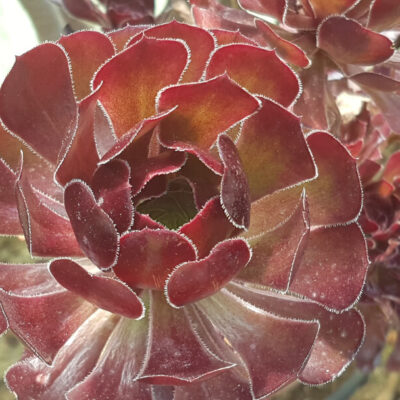 Aeonium arboreum 'Atropurpureum'