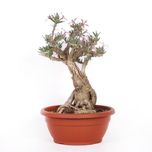 Pachypodium succulentum Ø 25 cm