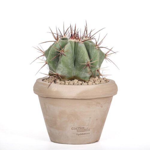 Echinocactus ingens Ø 14