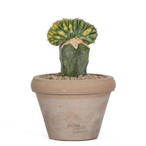 Trichocereus pachanoi f. crestata variegata Ø 14