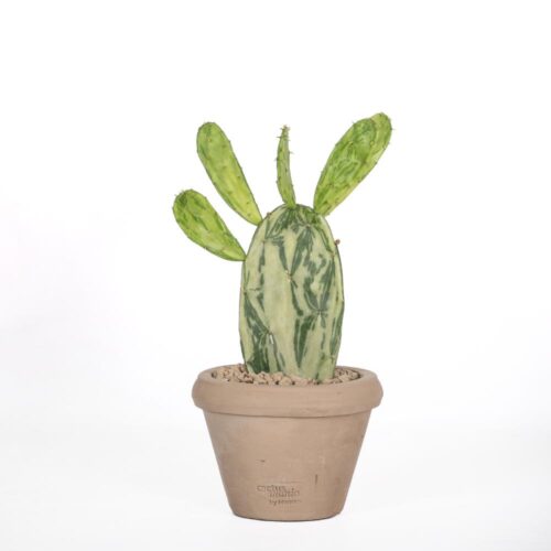 Opuntia cochenillifera f. variegata Ø 14 cm