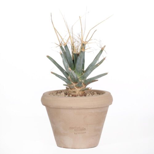 Leuchtenbergia principis Ø 14 cm
