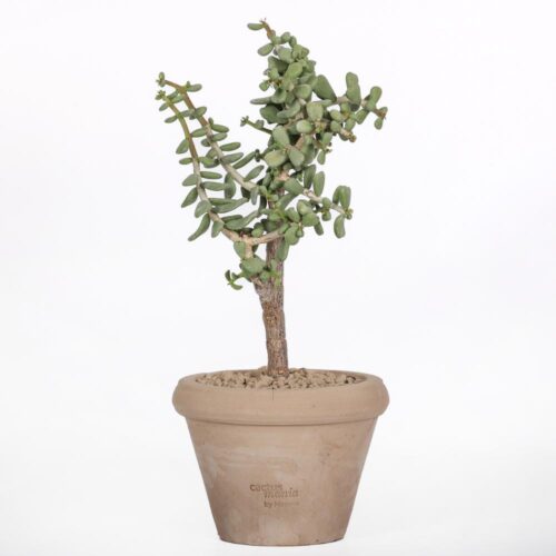 Portulacaria pygmaea Ø 14 cm