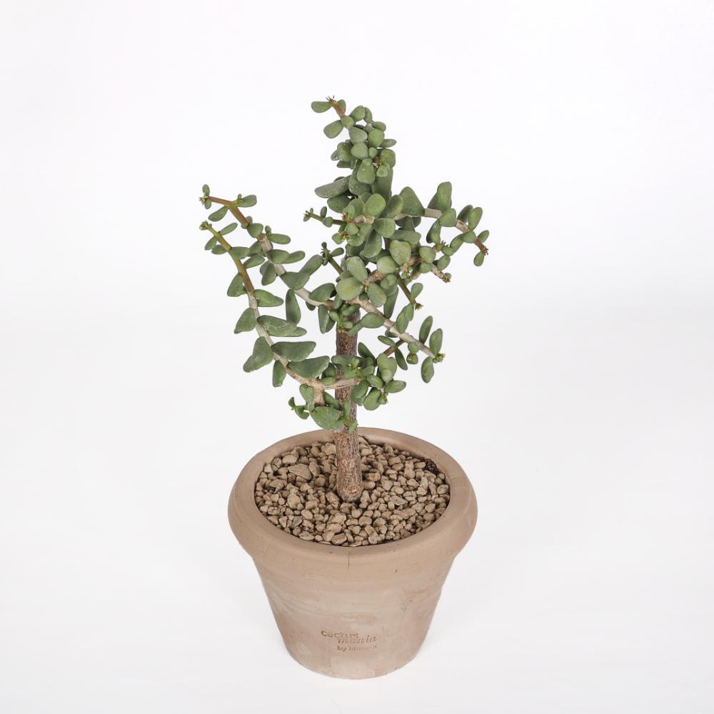 Portulacaria pygmaea Ø 14 cm