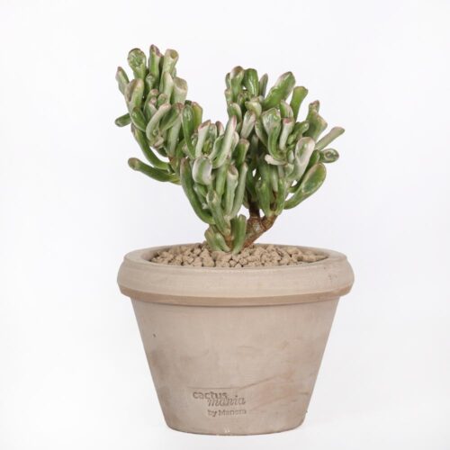 Crassula ovata hobbit f. variegata Ø 14 cm