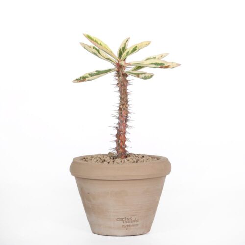Euphorbia milii f. variegata Ø 14