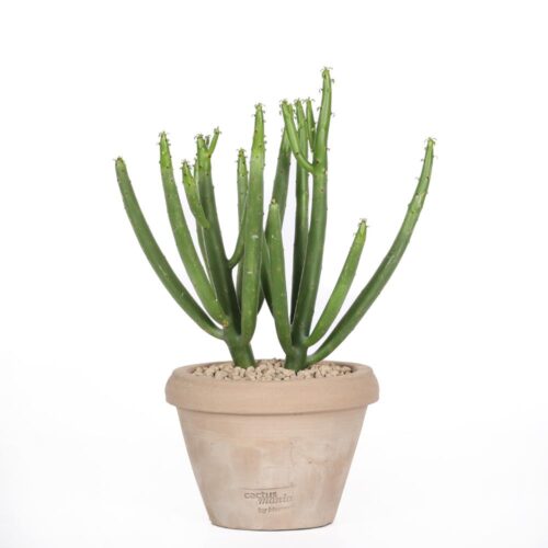 Euphorbia leucodendron Ø 14