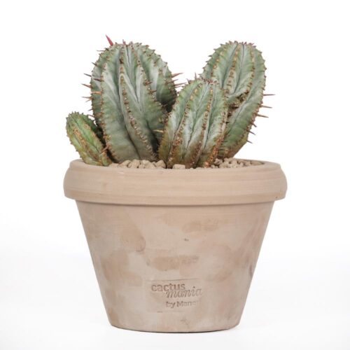 Euphorbia horrida striata Ø 14