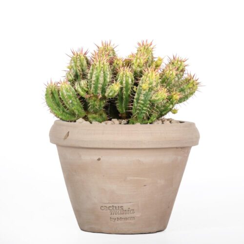 Euphorbia aggregata f. variegata Ø 14