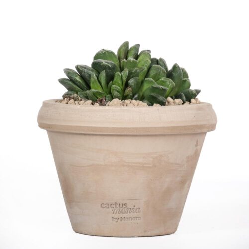 Haworthia maughanii Ø 14 cm