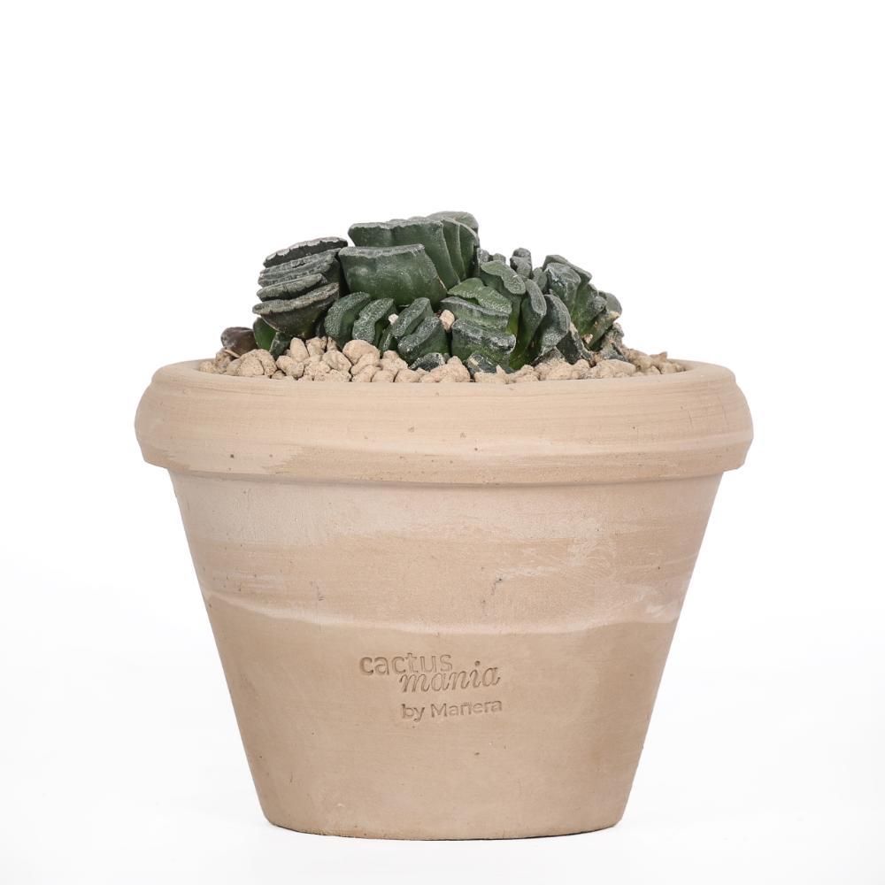 Haworthia truncata Ø 14