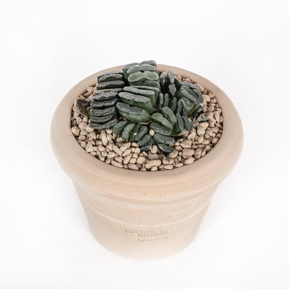 Haworthia truncata Ø 14