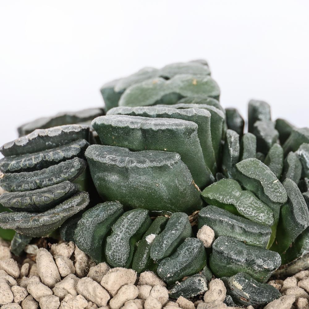 Haworthia truncata Ø 14