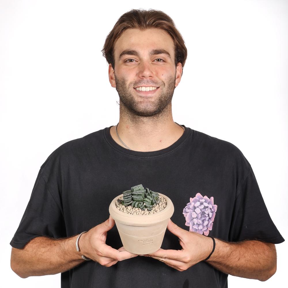 Haworthia truncata Ø 14