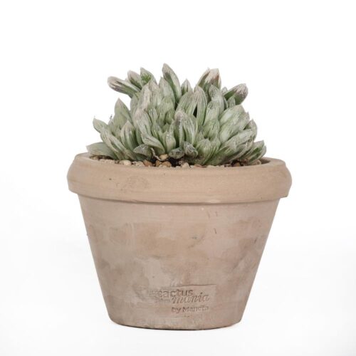 Haworthia cooperi var. pilifera variegata Ø 14 cm