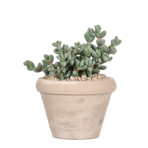 Corpuscularia lehmannii Ø 14