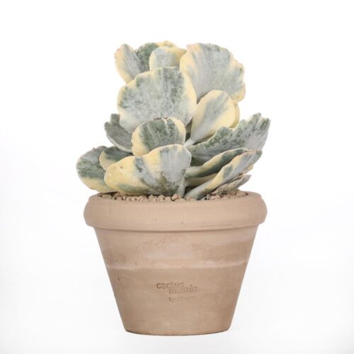 Cotyledon undulata f. variegata Ø 14 cm