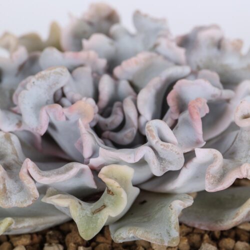 Echeveria 'Crispate beauty' Ø 14 cm