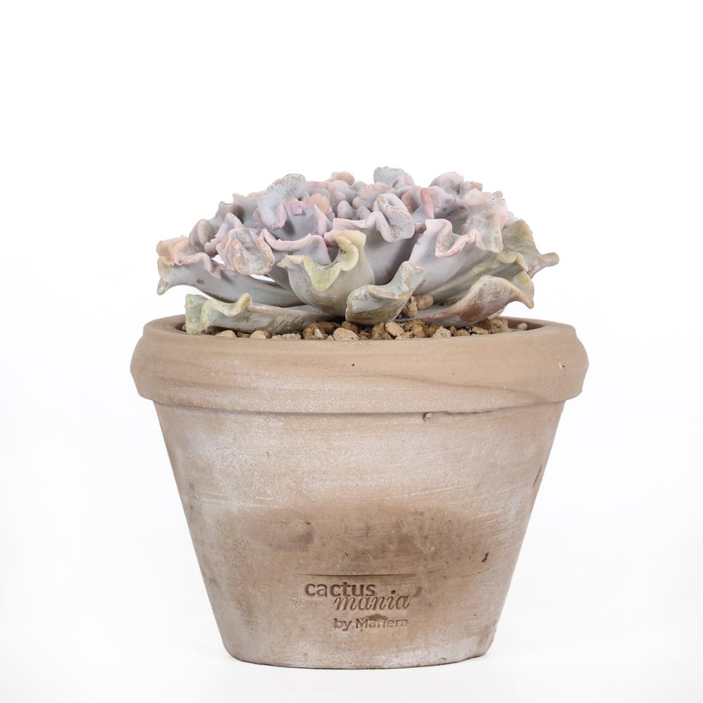 Echeveria 'Crispate beauty' Ø 14 cm