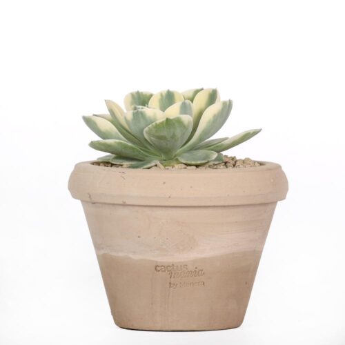 Echeveria Compton Carousel Ø 14
