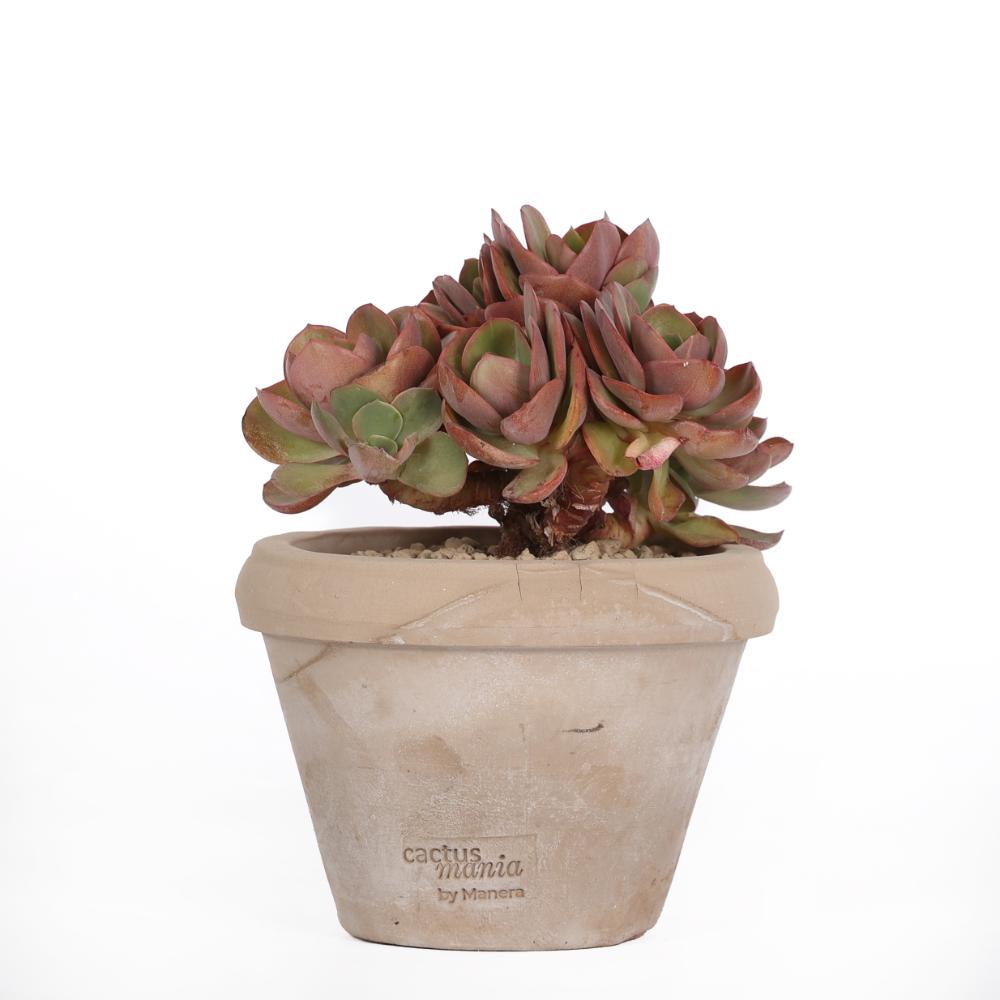 Echeveria Suyon Ø 14 cm