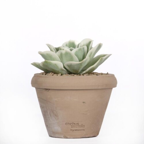 Echeveria Lemon Lime f. variegata Ø 14