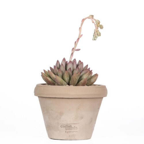 Echeveria Goldfinch Ø 14 cm
